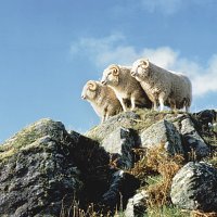 Three Shetland Sheep