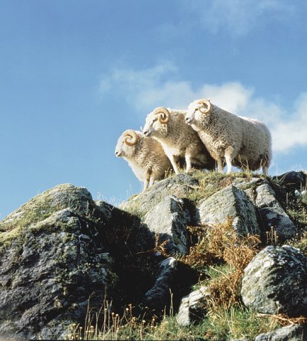 Three Shetland Sheep