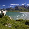 Two Sheep overlooking a Norway Fiord
