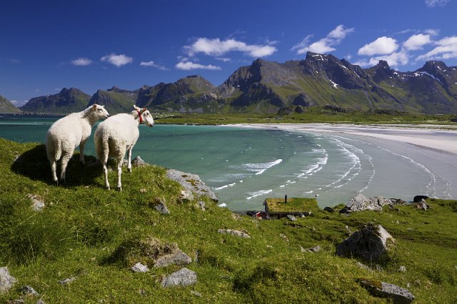 Two Sheep overlooking a Norway Fiord