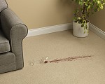 Naturally Spotless Wool