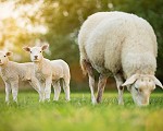Ruminant agriculture can help us deliver net zero emissions