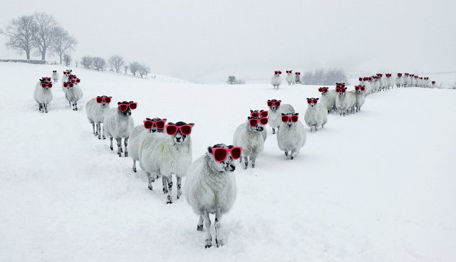 Sheep in Snow with Glasses