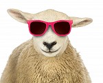 The Wool Carpet Focus Group launches a new campaign