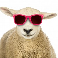 It's cool to buy wool #Naturally - Smiling sheep with sunglasses