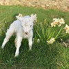 wool-carpet-focus-group